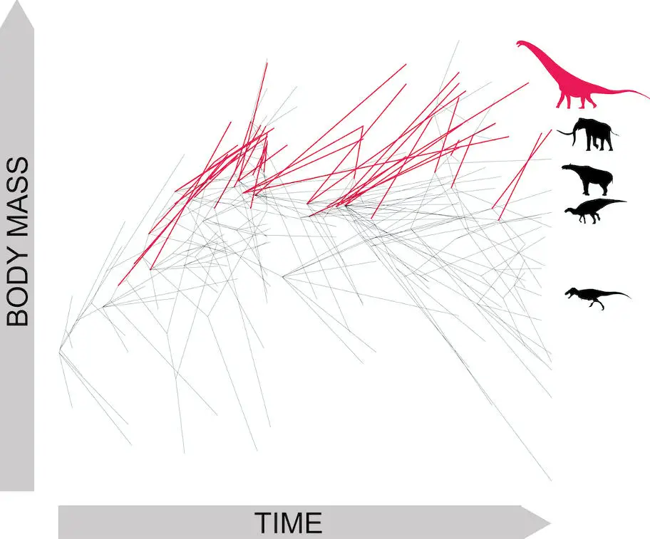 Evolutionary-Tree-of-Sauropod-Dinosaurs.webp
