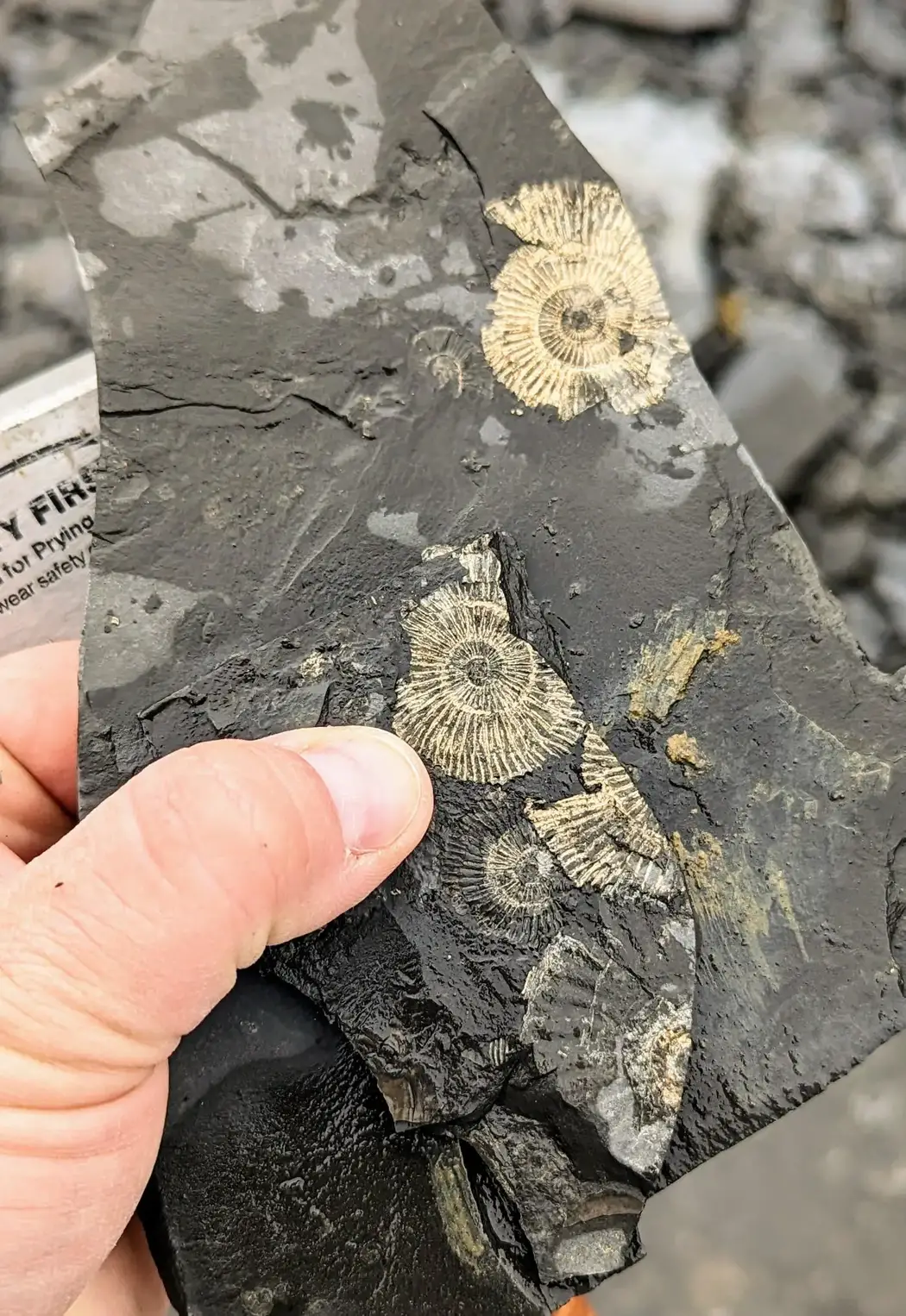 Golden-Ammonites.webp