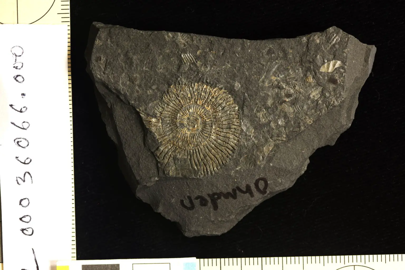 Golden-Ammonite-1536x1023.webp