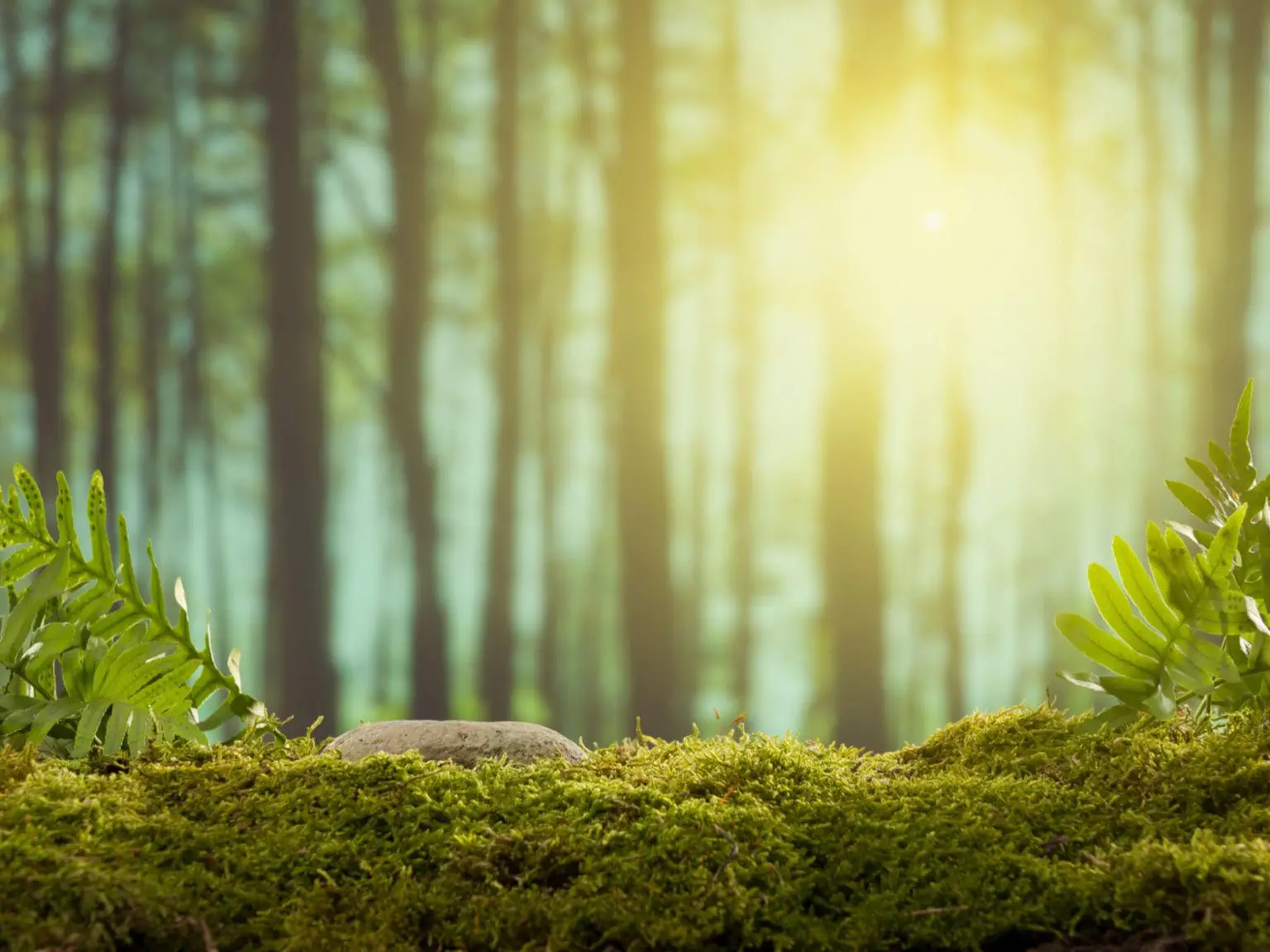 Stone-Moss-Forest-1536x1152.webp