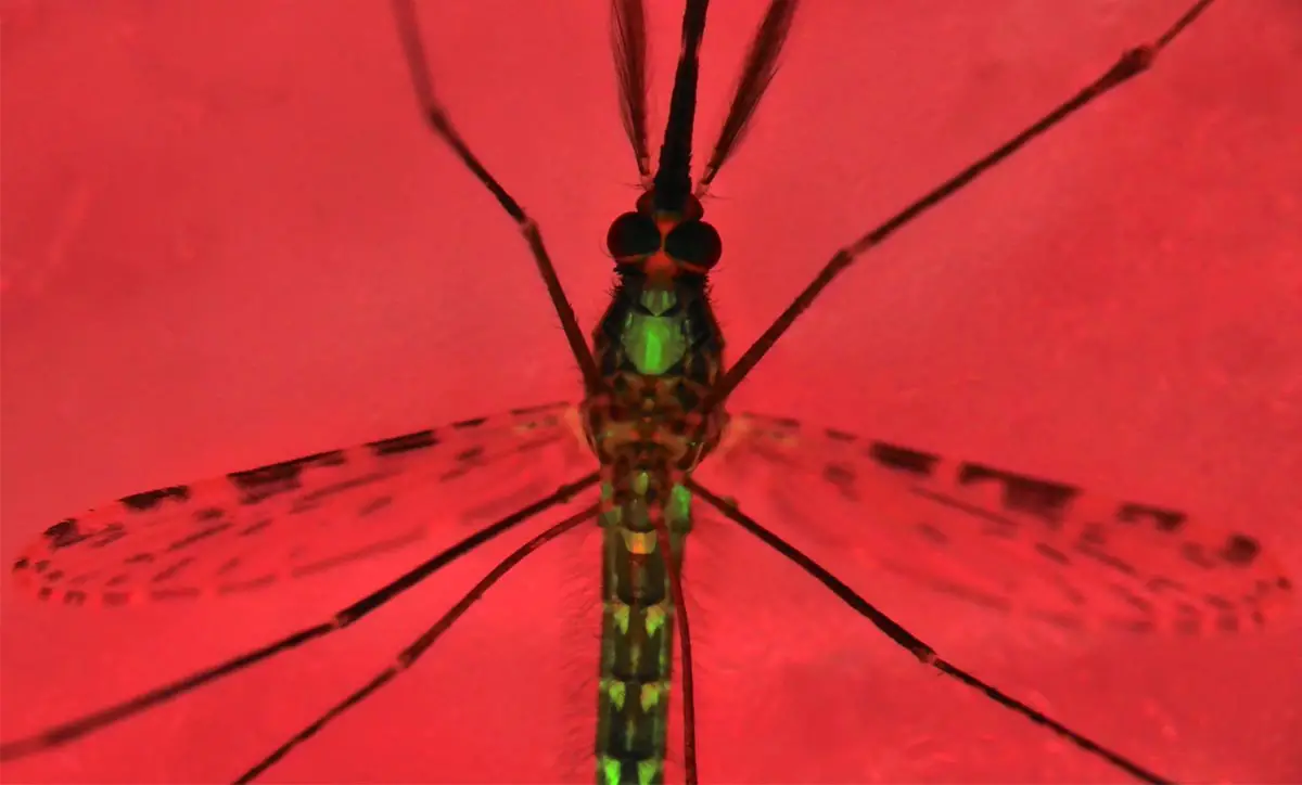 Mosquito-Malaria-Suppression-System.webp