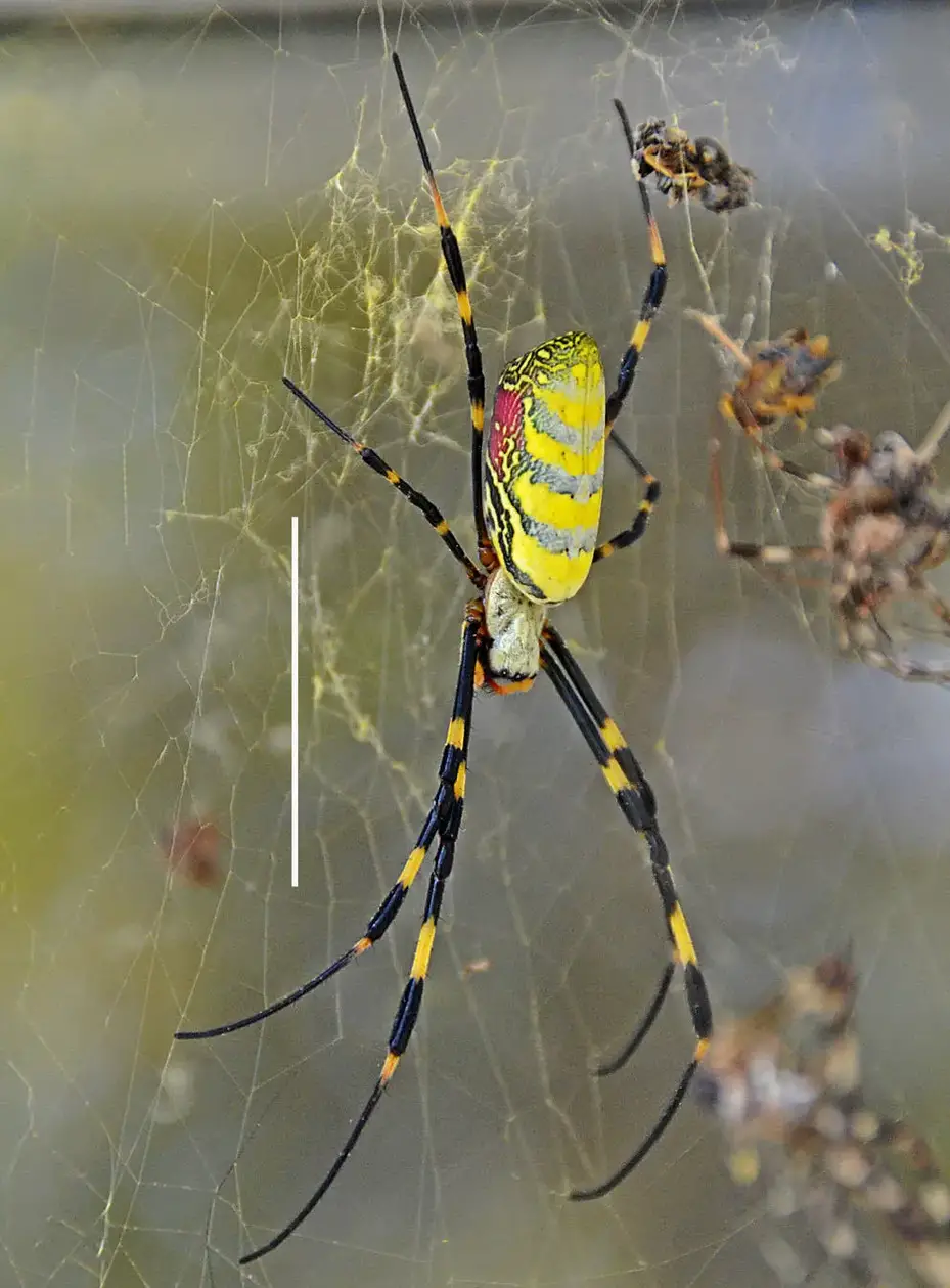 Female-Joro-Spider.webp