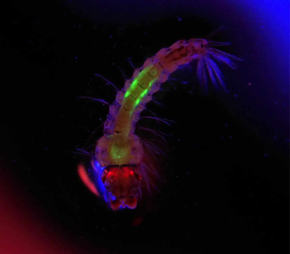 Mosquito-Larva-Anopheles-gambiae.webp