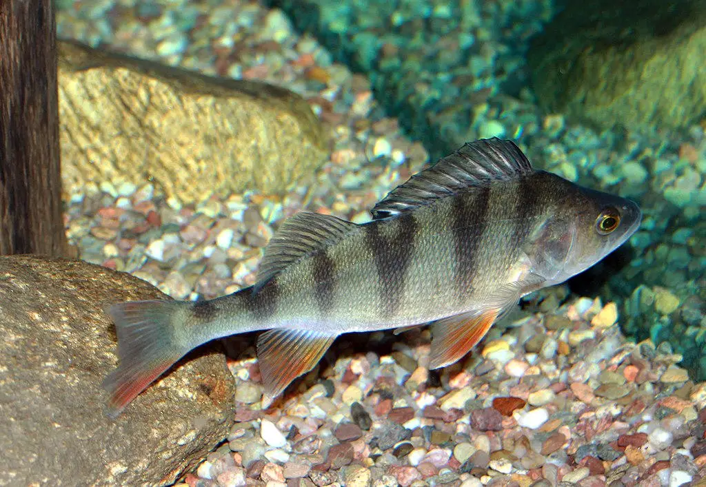 Eurasian-Perch.webp