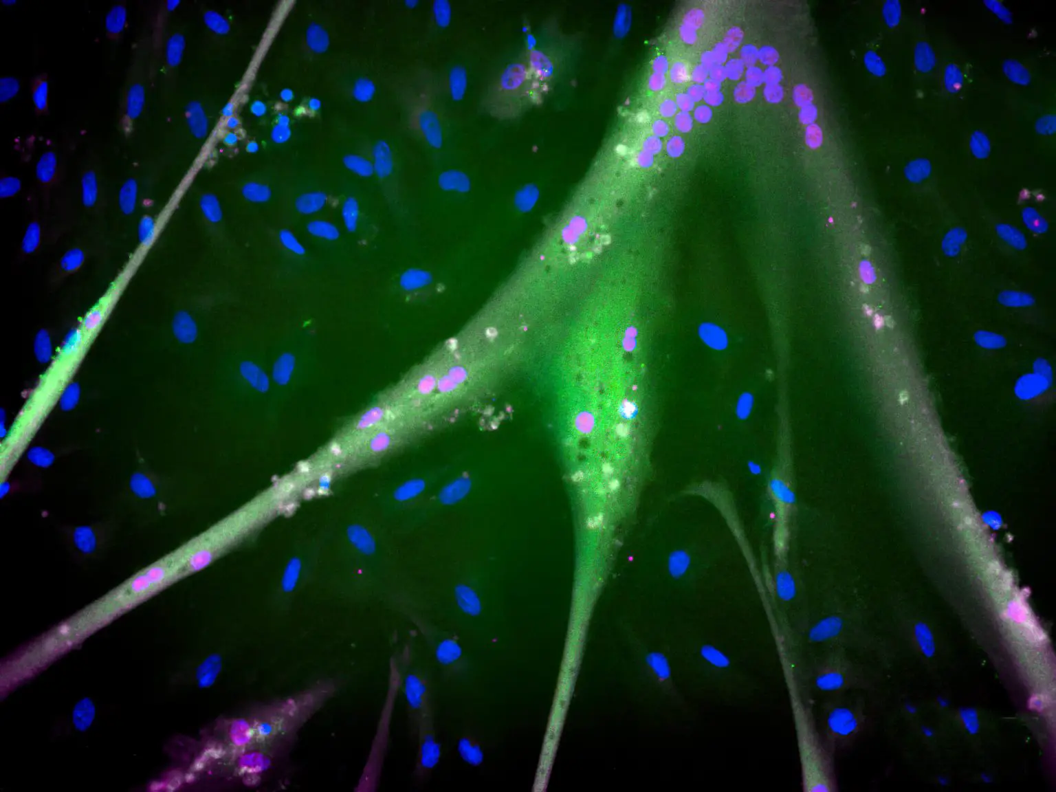 Immortalized-Bovine-Stem-Cells-Differentiate-to-Muscle-Cells-1536x1152.webp