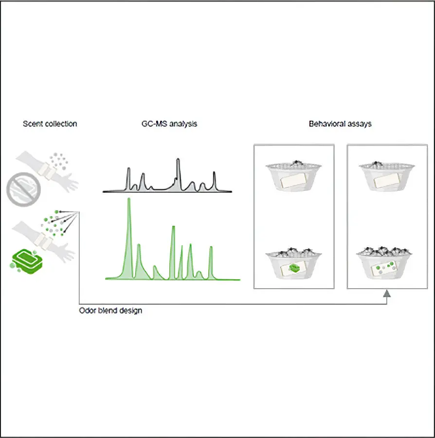 How-Soaps-Alter-the-Olfactory-Signature-of-Human-Hosts.webp