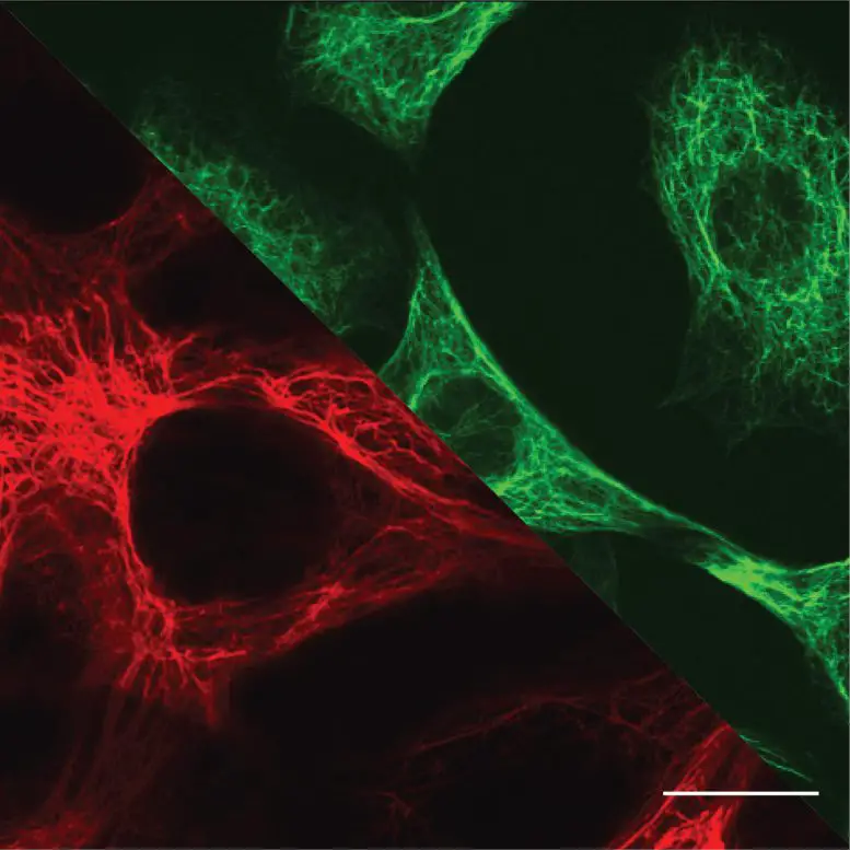 Microscopy-Images-of-Biological-Cells-777x777.webp