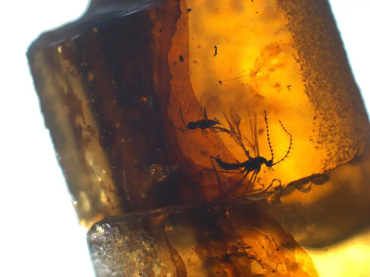 Insects-Preserved-in-Amber.webp