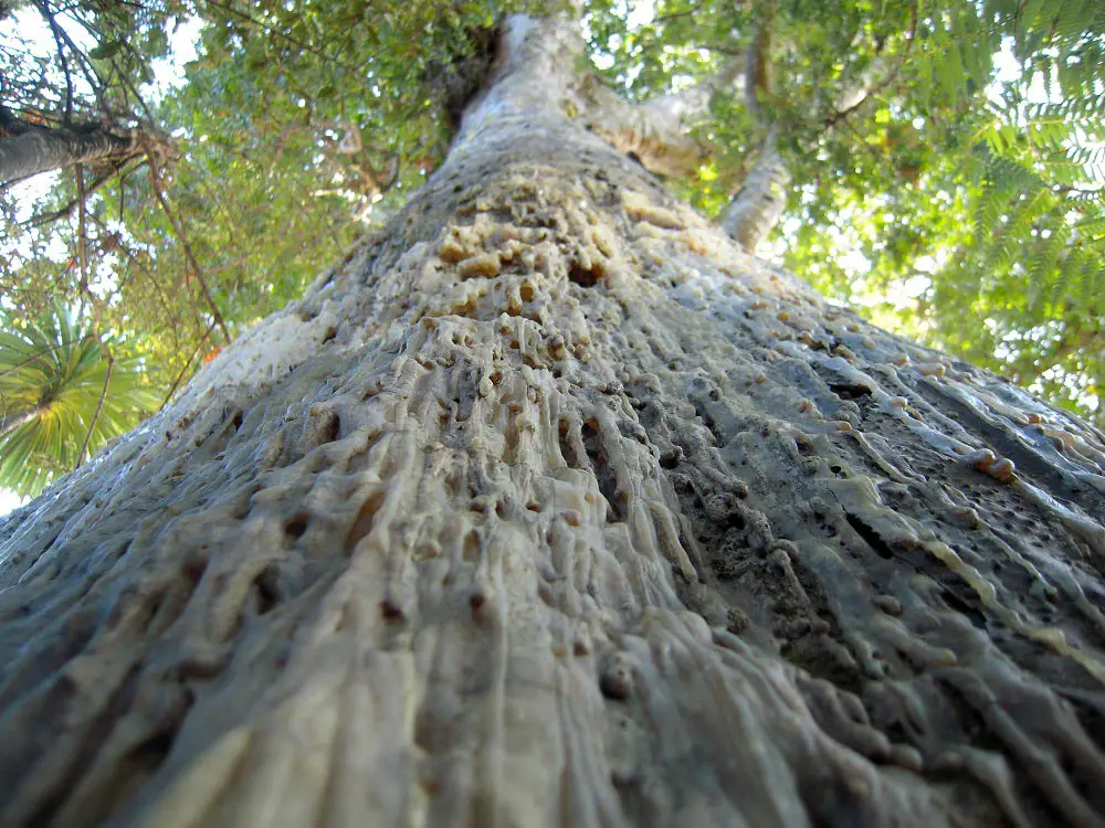 Evolution-Mysteries-Forest-Ecosystems.webp