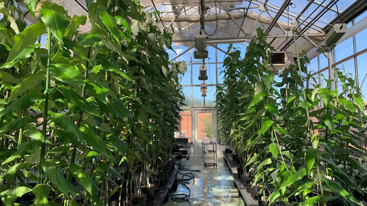 CRISPR-Gene-Edited-Trees-in-Greenhouse-1536x864.webp