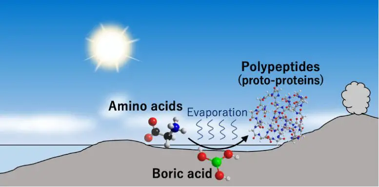 Ancient-Coastal-Area-Rich-in-Boron-Could-Catalyze-the-Polymerization-of-Amino-Acids-777x384.webp