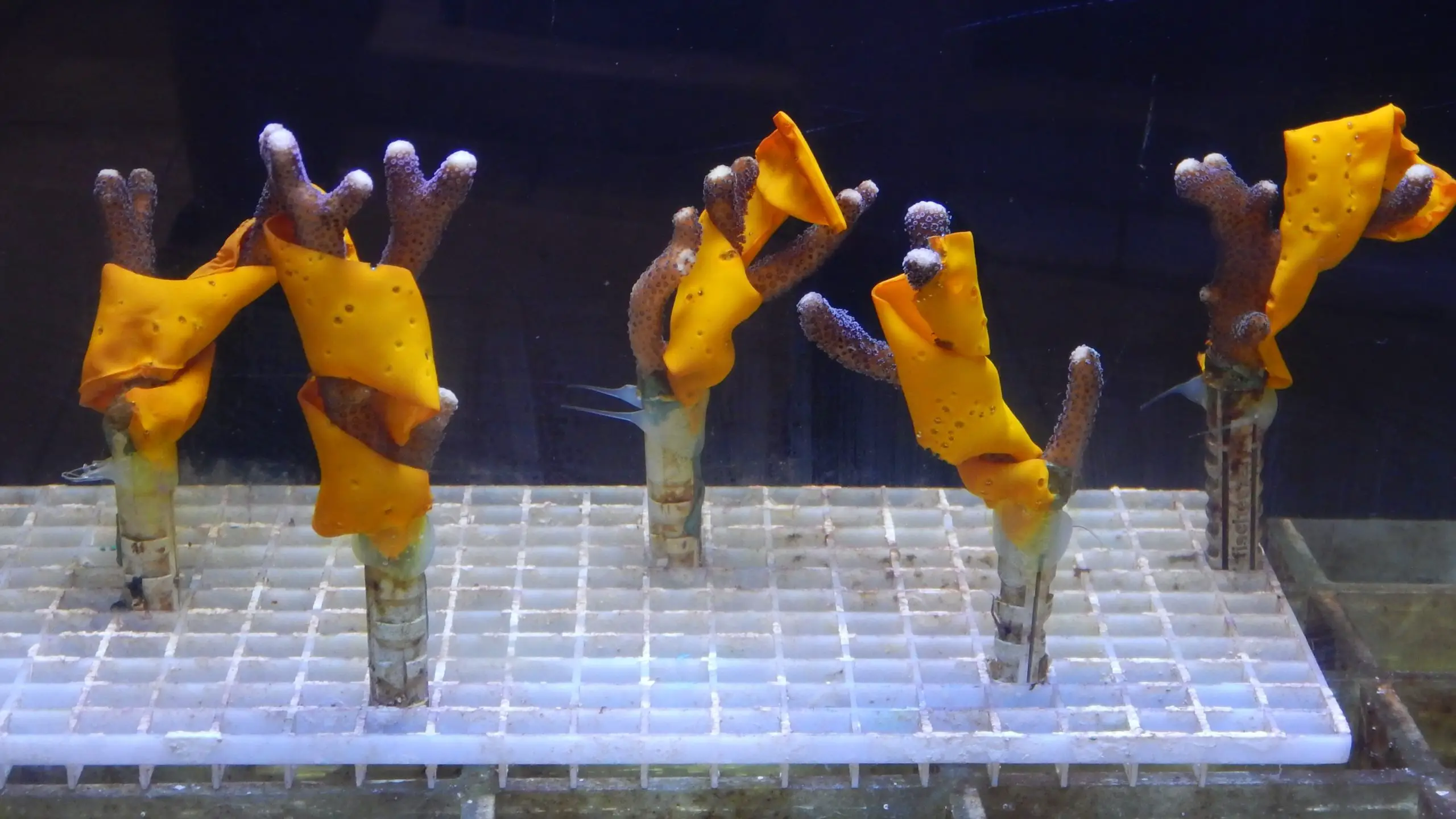 Stylophora-pistillata-Coral-Covered-With-Biomaterial-scaled.webp
