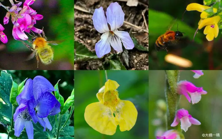 Bilaterally-Symmetrical-Flowers-777x487.webp