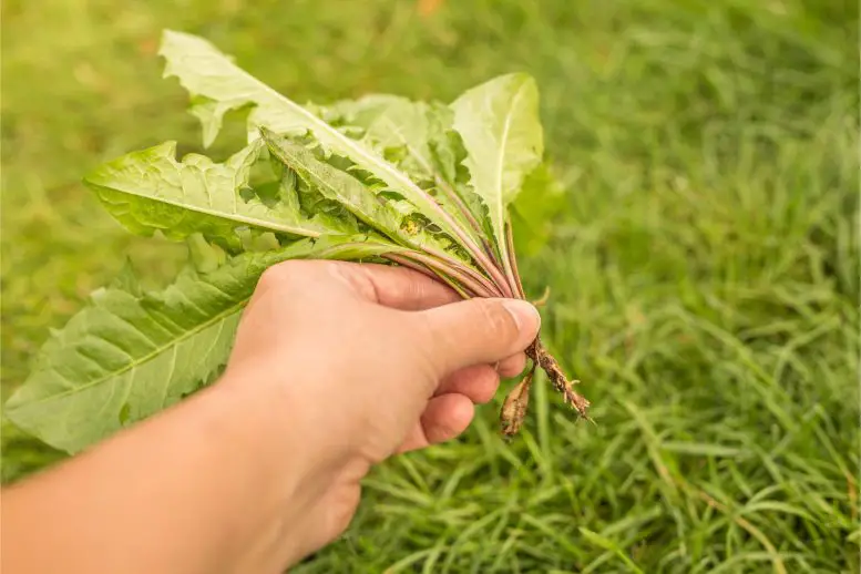 Pulling-Weeds-777x518.webp