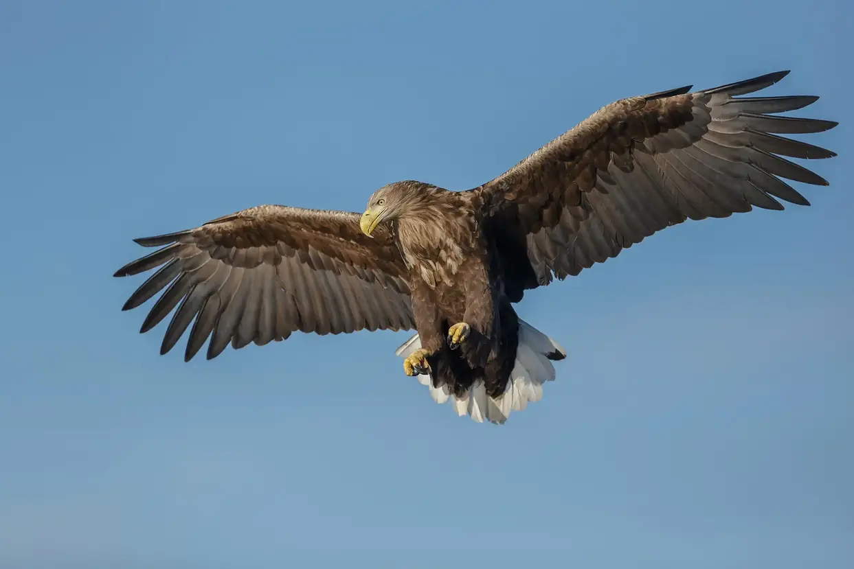 White-Tailed-Eagle.webp
