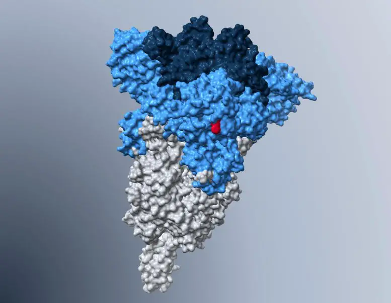 Omicron-Subvariant-BA5-Spike-Protein-777x603.webp