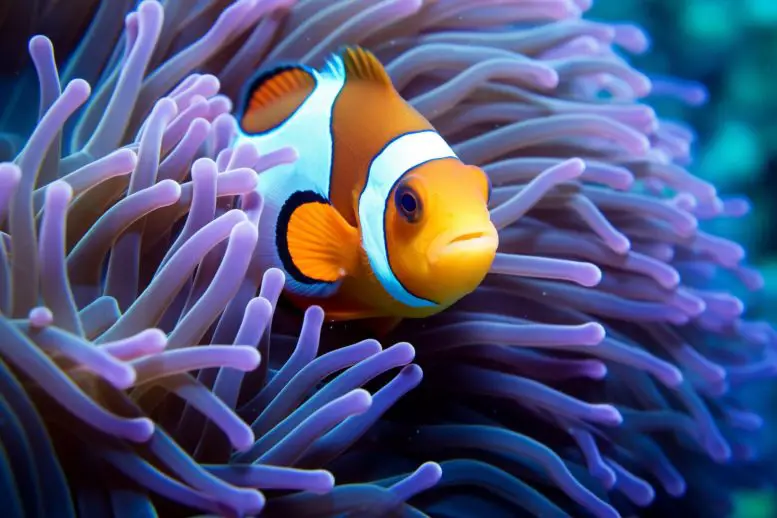 Clownfish-Concept-Art-777x518.webp