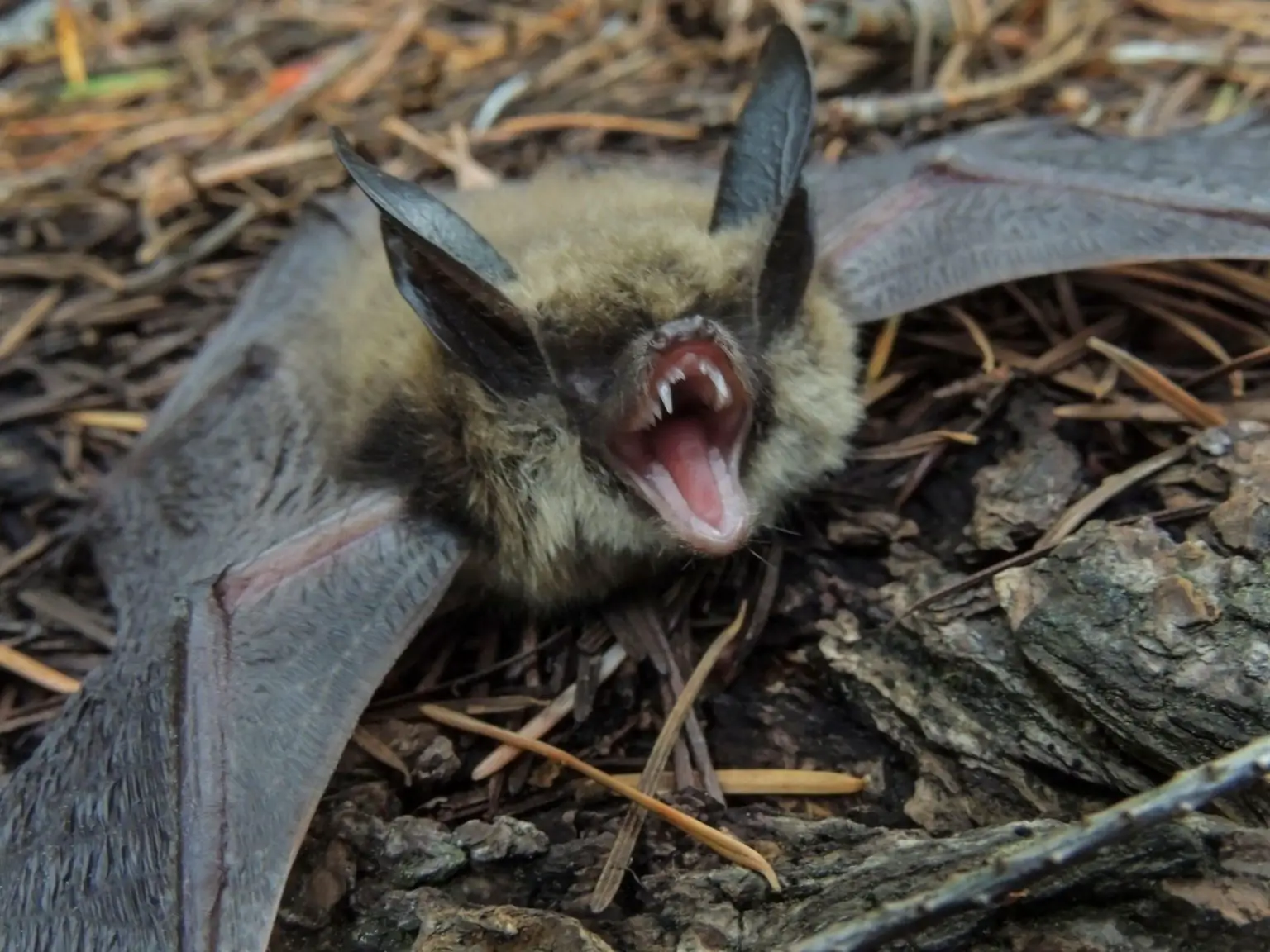 Bat-1536x1152.webp