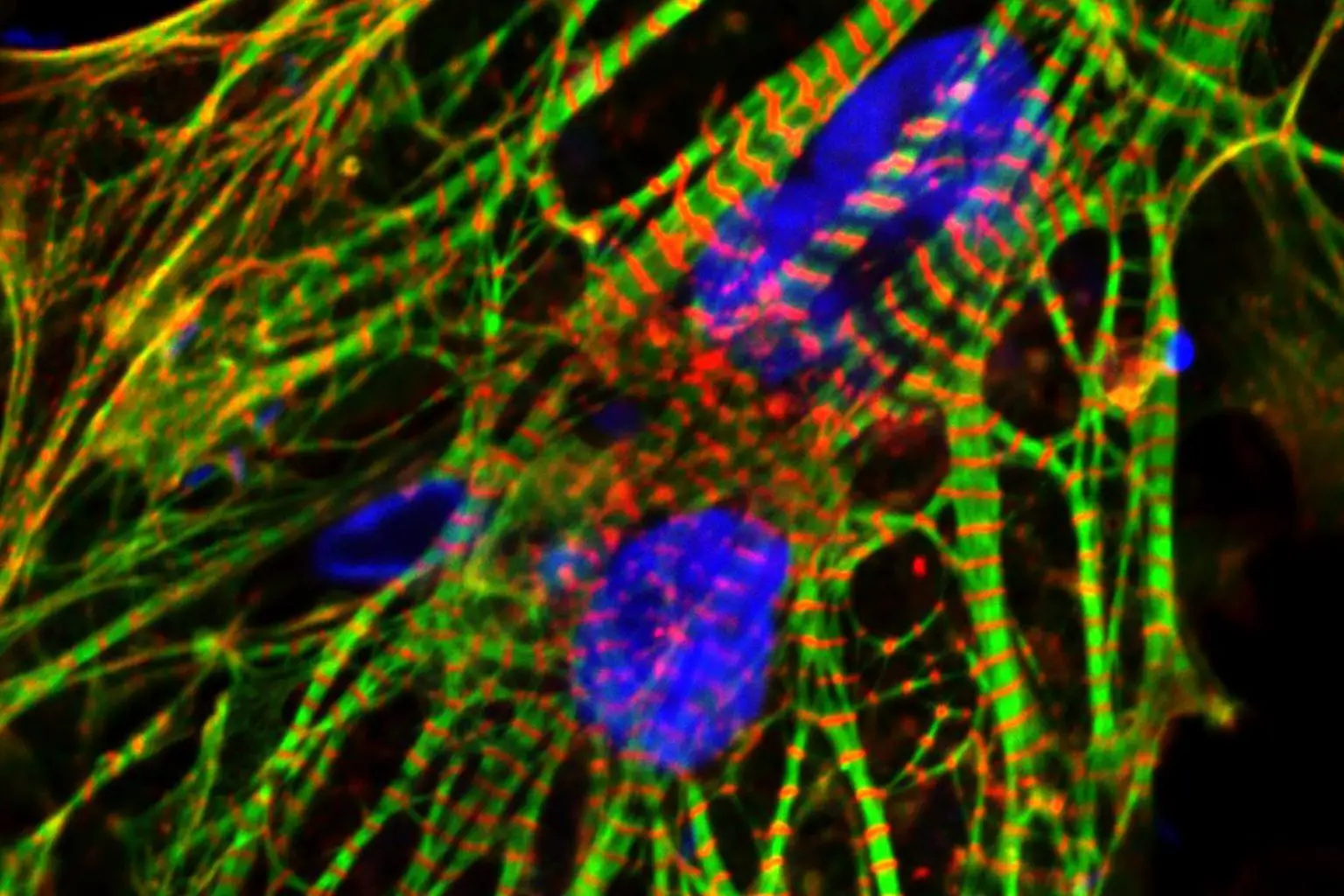 Human-Induced-Pluripotent-Stem-Cell-Derived-Heart-Cells-1536x1024.webp