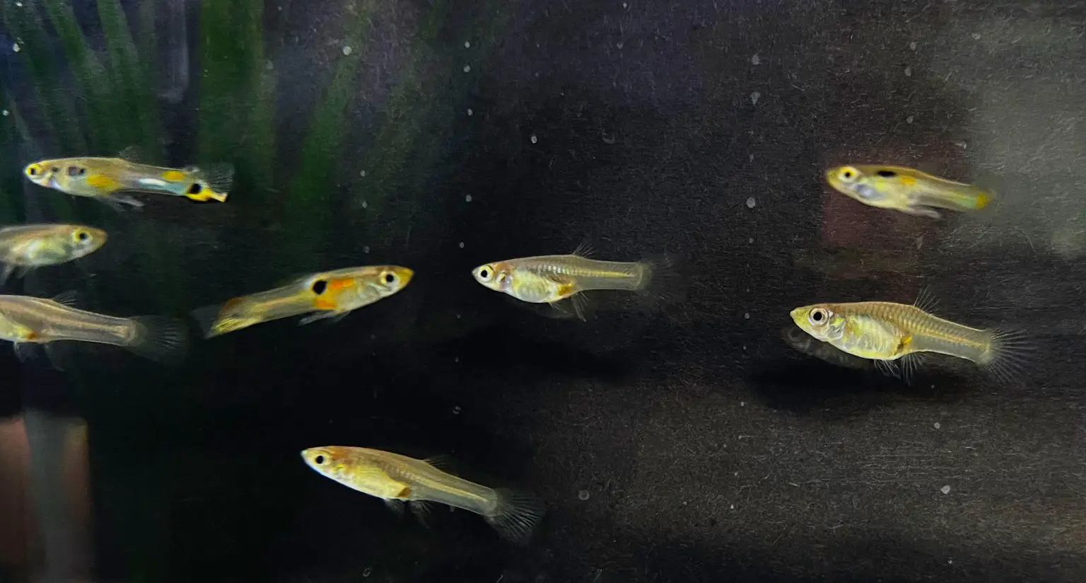Trinidadian-Guppies-1536x824.webp