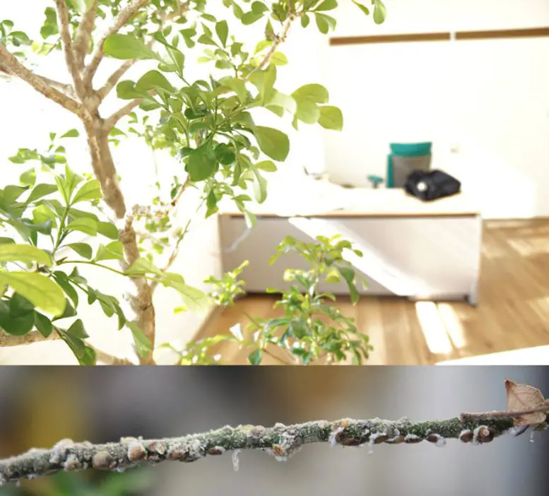 Shintaro-Iwasaki-Aglaia-Plant-777x702.webp