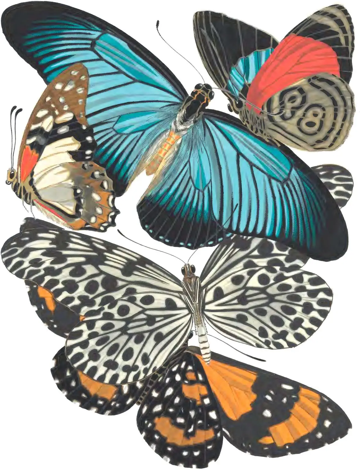 Butterflies-Illustration-1177x1536.webp