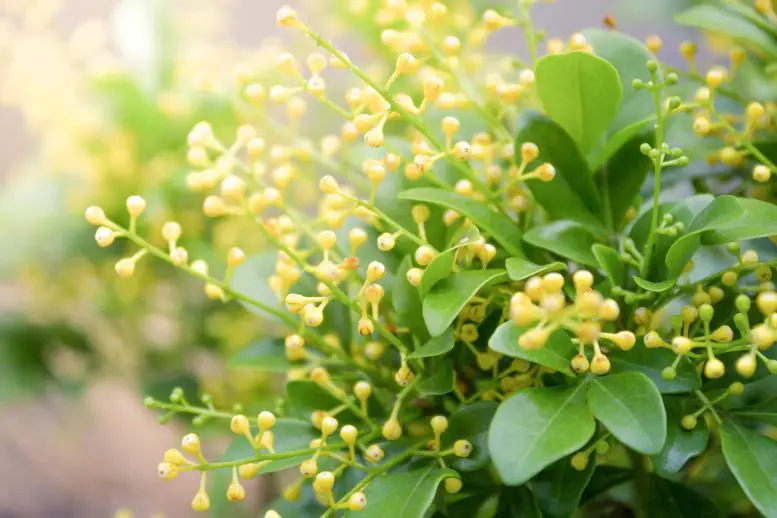Aglaia-Flower-777x518.webp