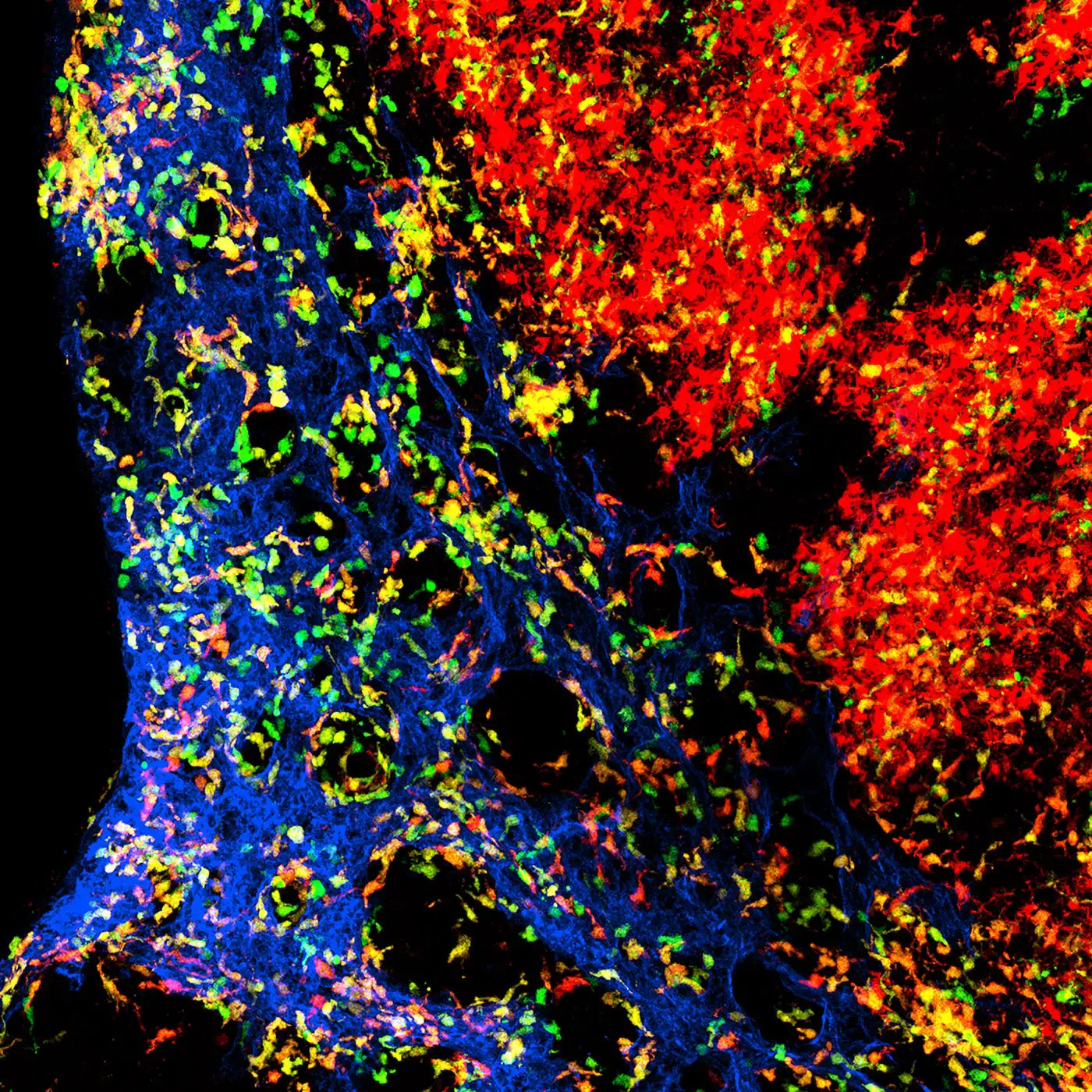 Dendritic-Cells.webp
