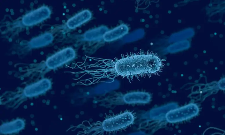 Bacteria-1-777x466.webp