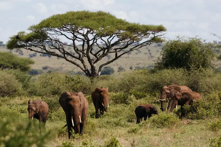 Elephants-in-Tarangire-National-Park.webp