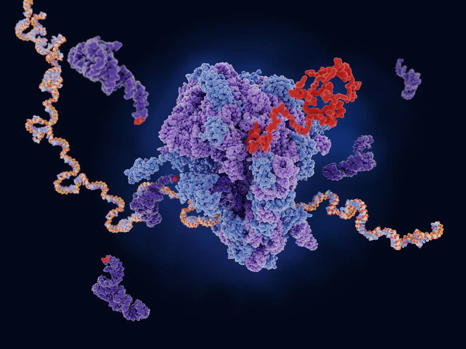 Ribosome-Translating-Messenger-RNA-Into-Polypeptide-Chain-1536x1152.webp