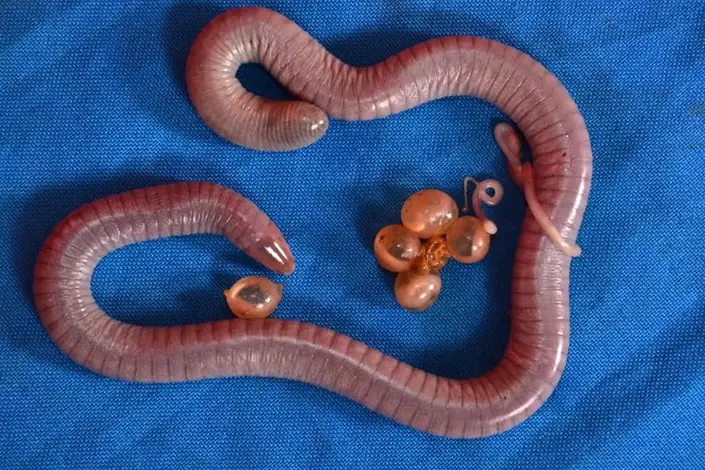 Unique-Caecilian-Parenting-Behaviors.webp