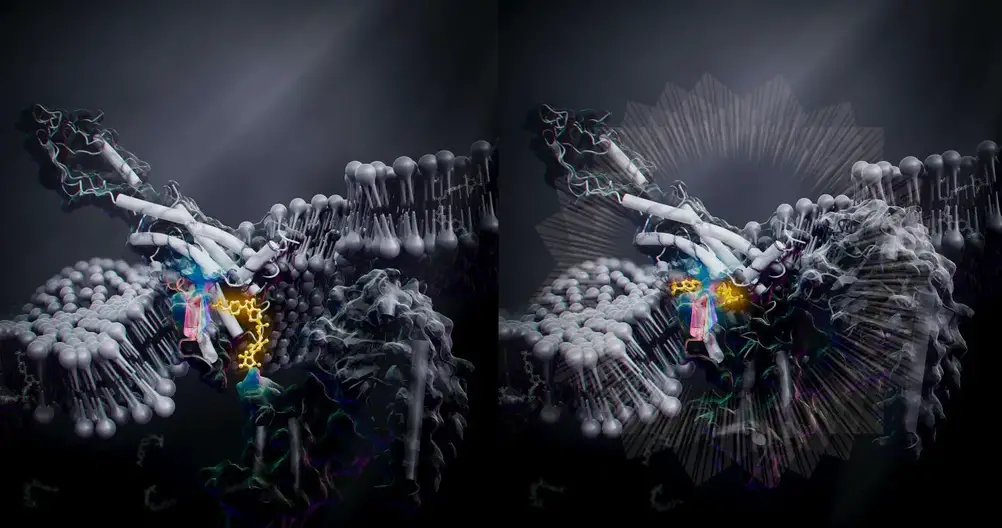 A-New-Way-To-Activate-G-Protein-Coupled-Receptor-From-Inside-the-Cell.webp