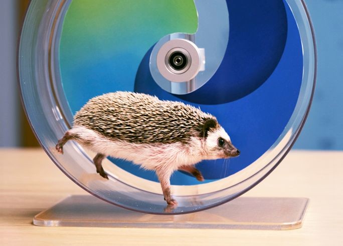 1690488576_microsoft-edgehog.jpg