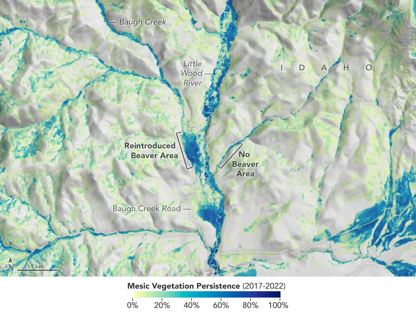 Baugh-Creek-Region-Mesic-Vegetation.webp