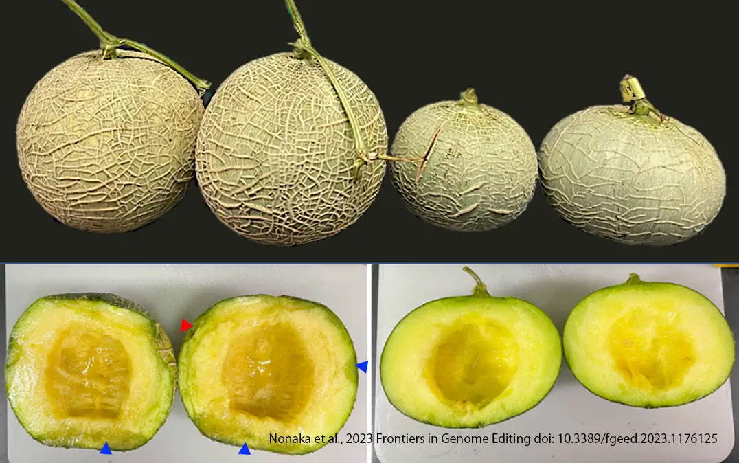 Melon-Fruits-14-Days-After-Harvest.webp