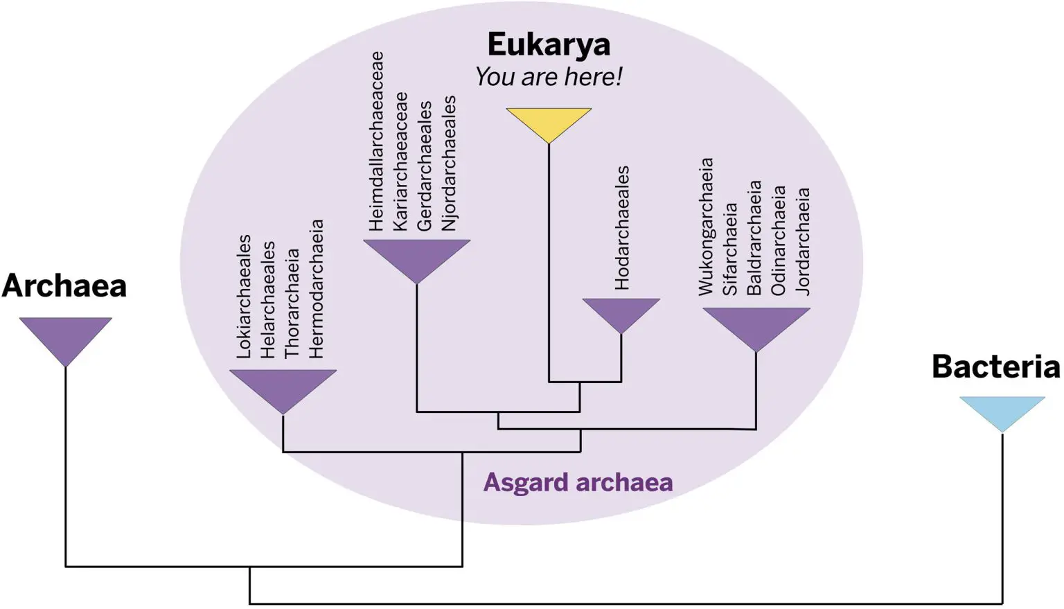 Asgard-Archaea-Tree-Simple-1536x879.webp