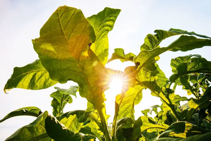 Tobacco-Plant-1.webp