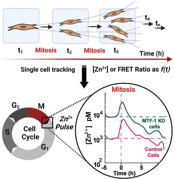 Zinc-Pulse-Graphic.webp