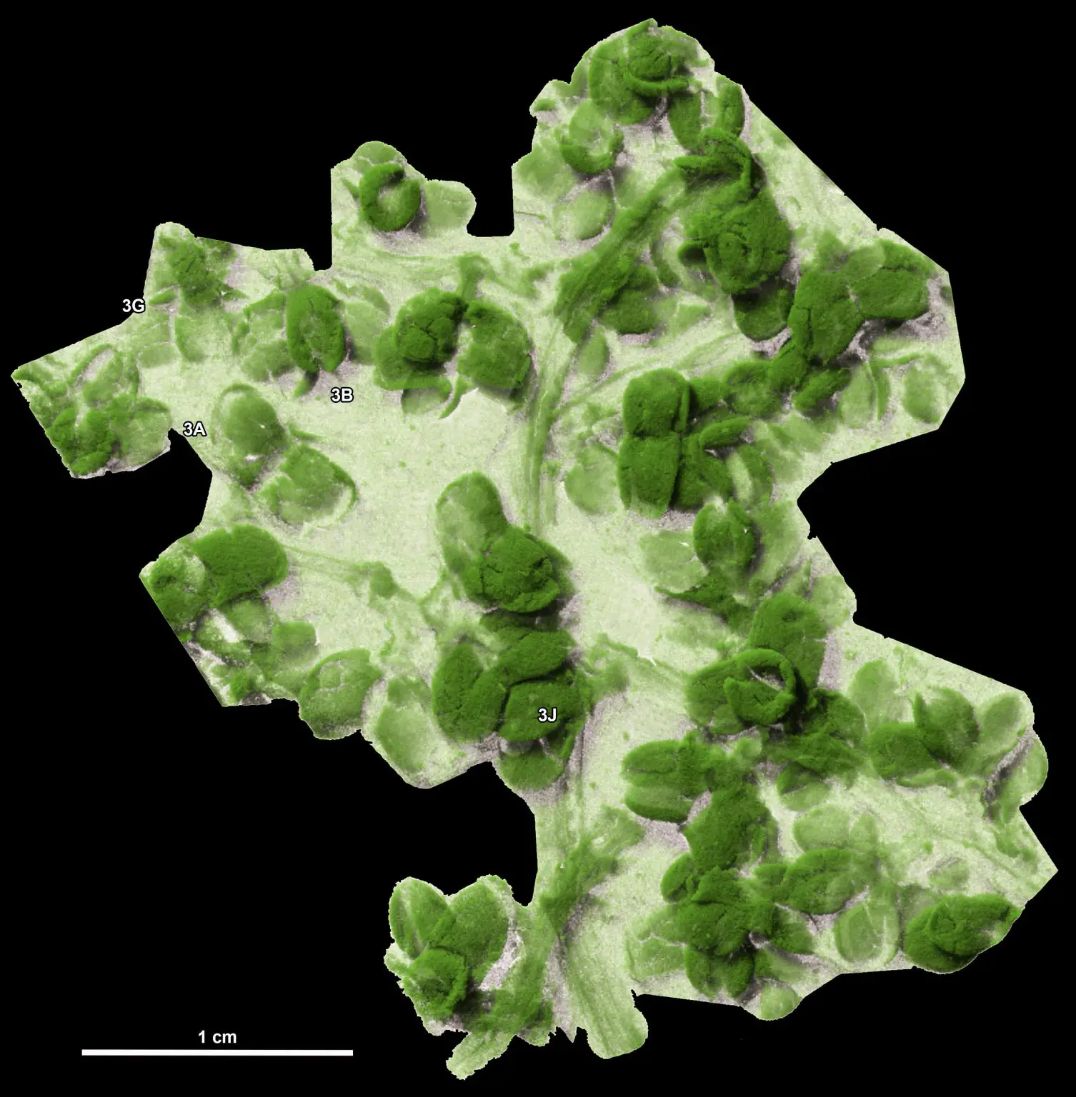 CT-Scan-of-a-Fossil-Infructescence-Showing-Fruits-and-Tiny-Paired-Seeds-Inside-the-Fruits-1506x1536.webp