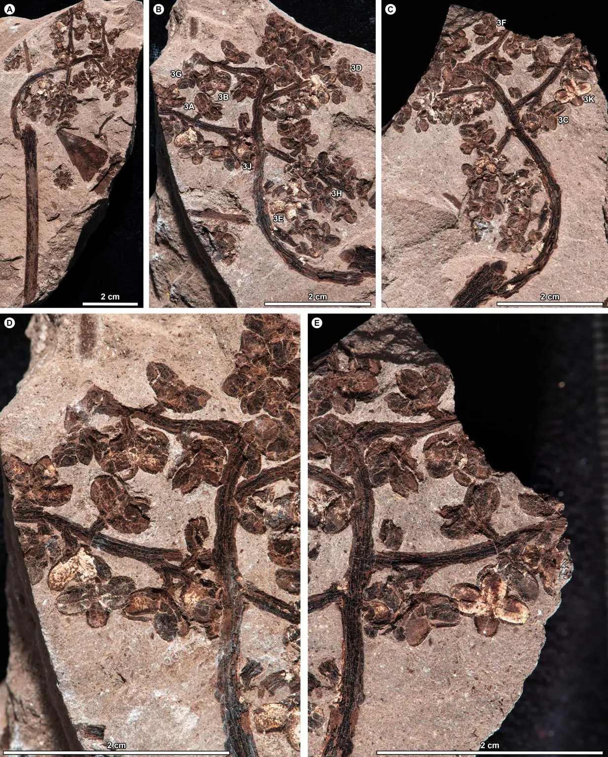 A-Compound-Infructescence-Fossil-Showing-Preserved-Fruits-and-Seeds-Attached-to-Branches-1233x1536.webp