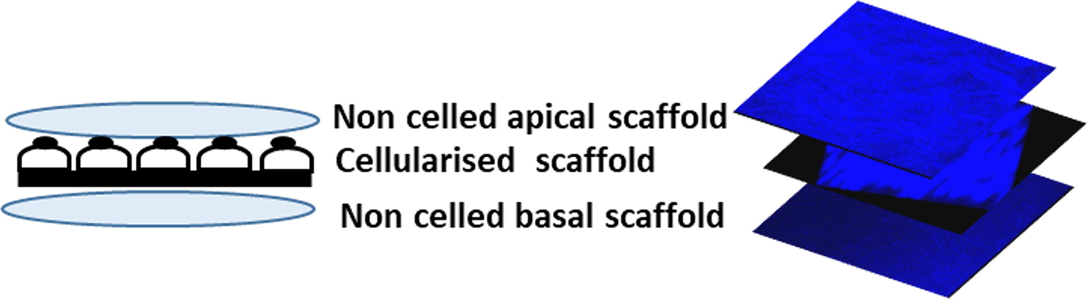 1-s2.0-S0264127523005671-ga1_lrg.jpg