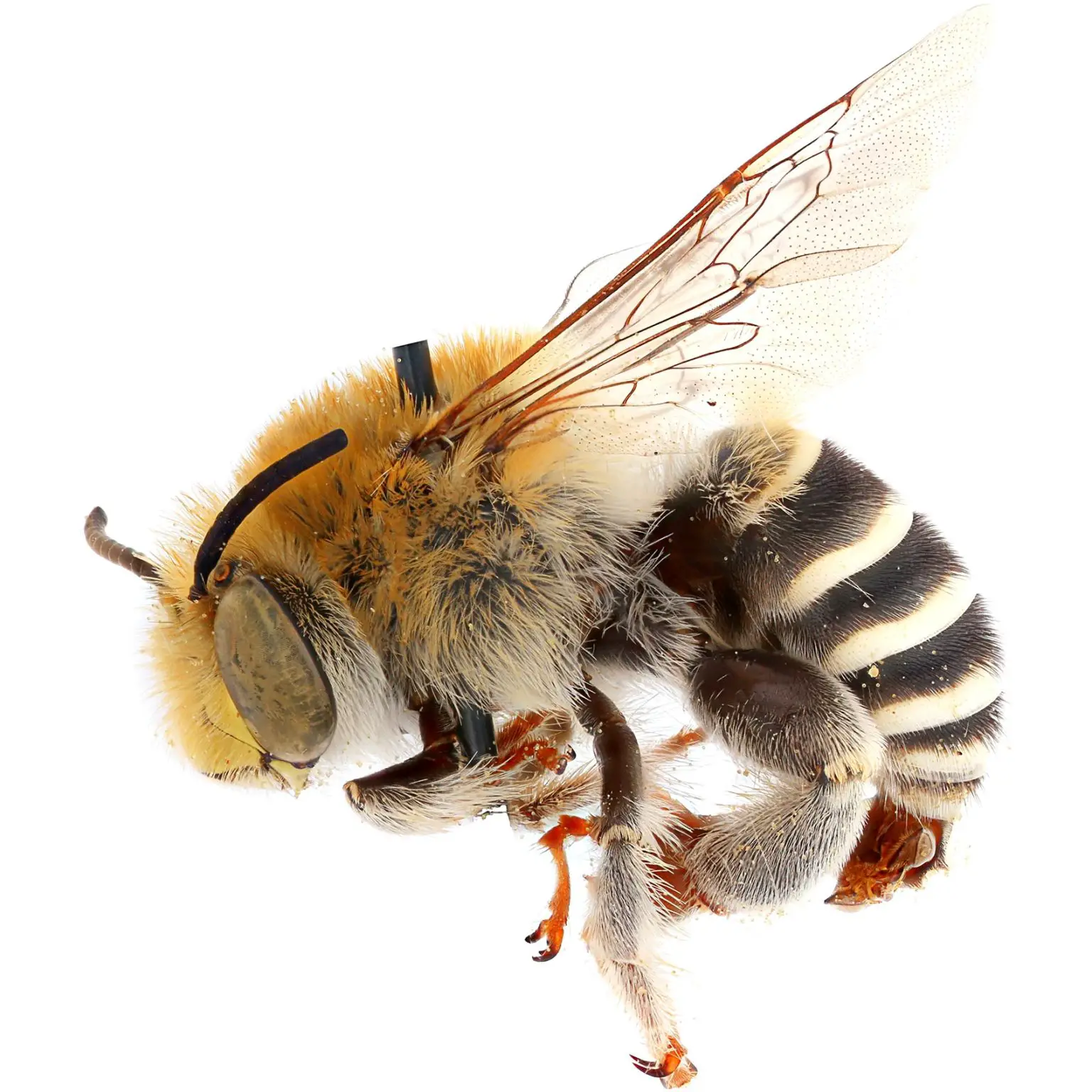 Anthophora-californica-1536x1536.webp