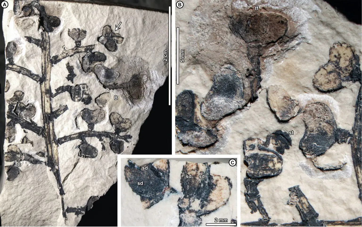 52-Million-Year-Old-Compound-Infructescence-Fossil-1536x964.webp