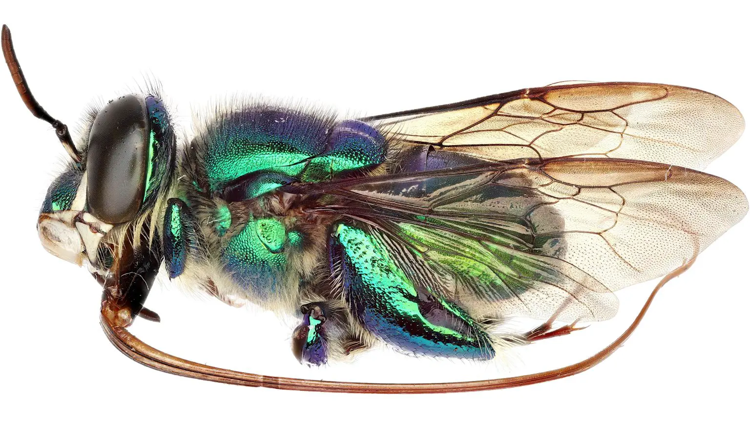 Euglossa-imperialis-1536x864.webp