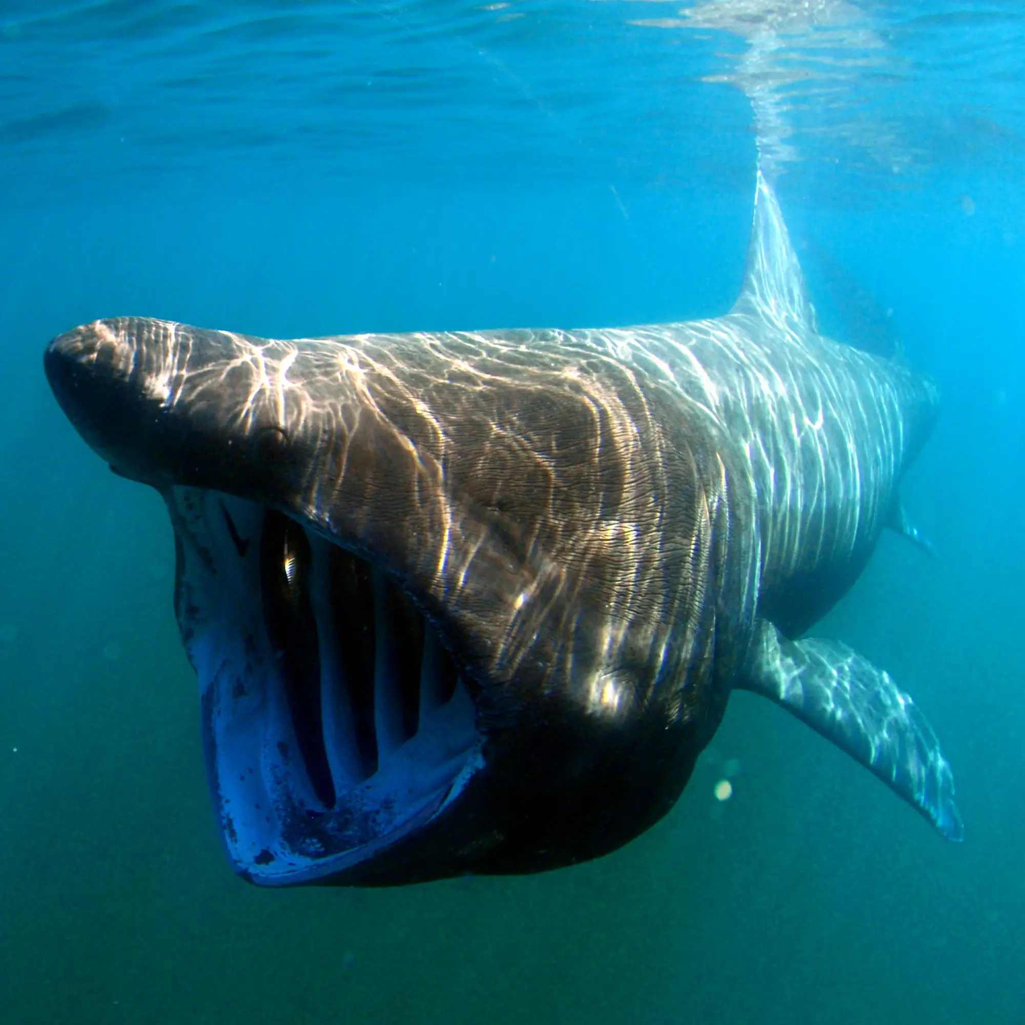 Basking-Shark-Cetorhinus-maximus.webp