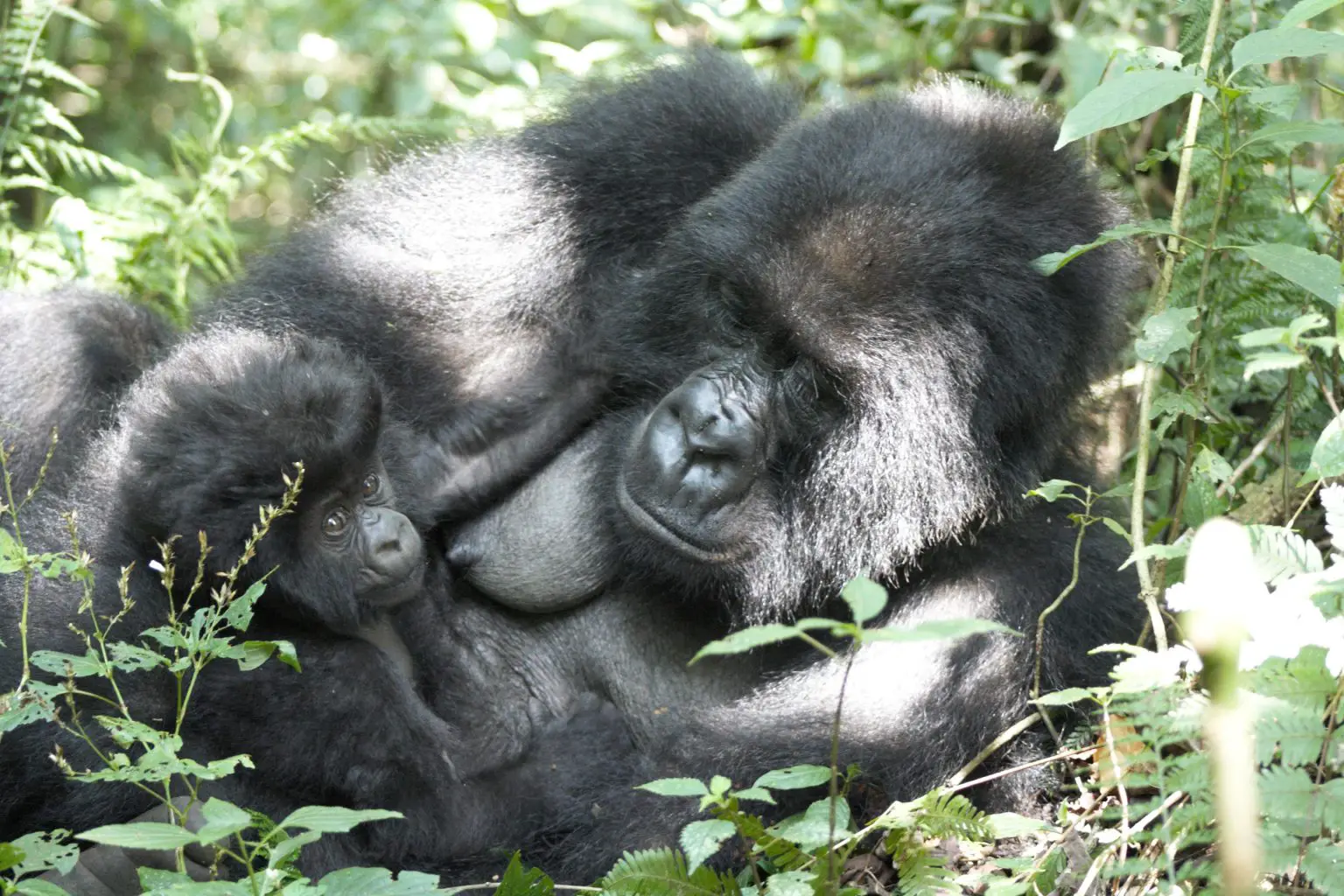 Mountain-Gorilla-Mother-and-Infant-During-a-Rest-Period-1536x1024.webp