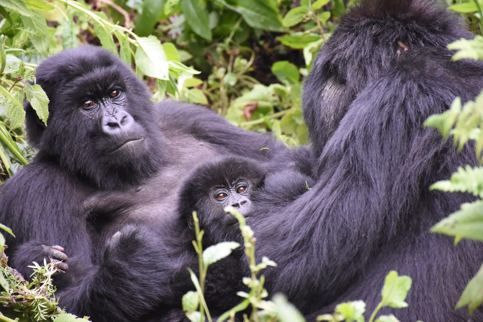 Mountain-Gorilla-Mother-and-Infant-Together-With-Another-Adult-Female-During-a-Rest-Period-1536x1024.webp