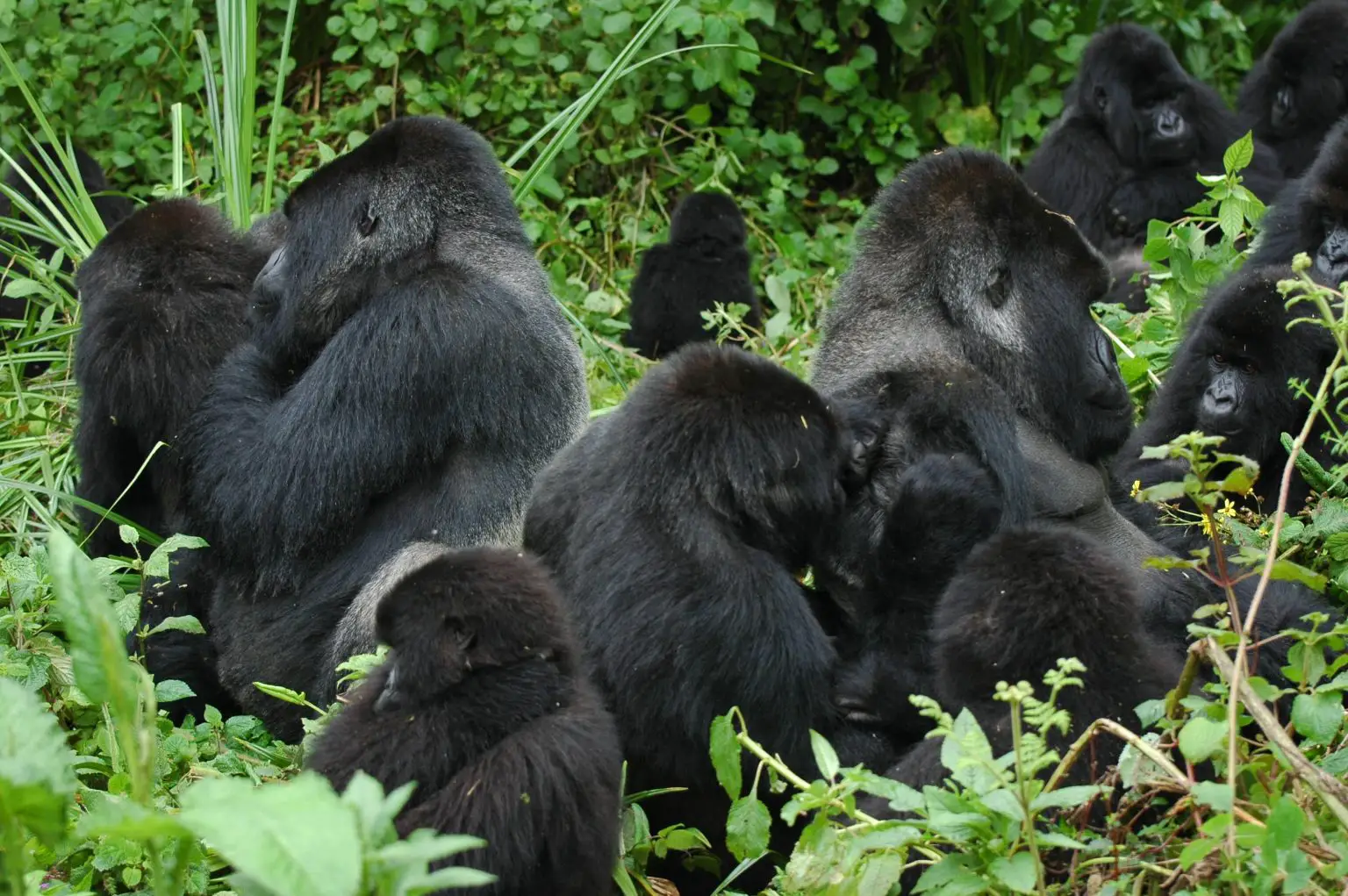 Grooming-Mountain-Gorillas-in-Bwindi-National-Park-1536x1021.webp