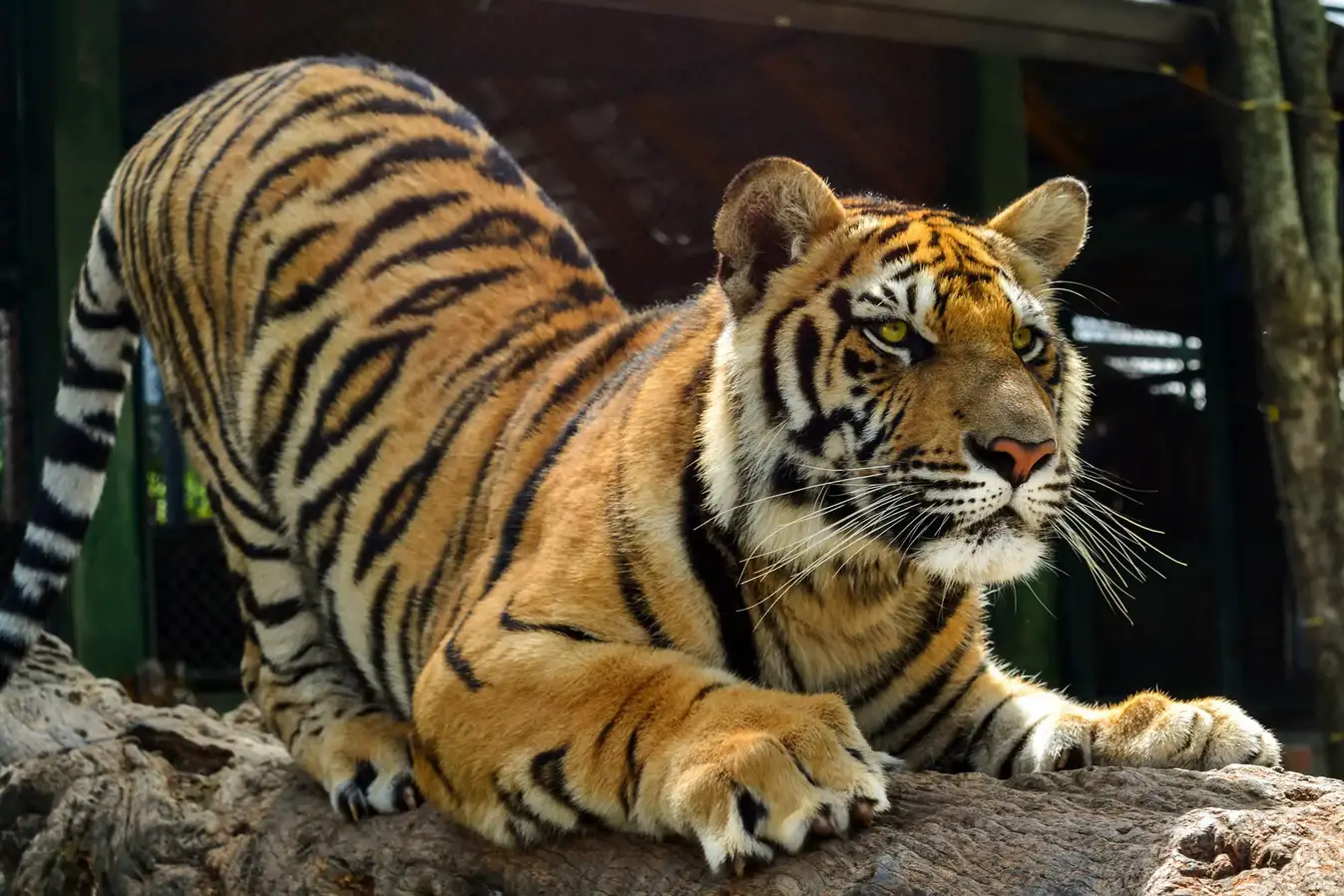 Tiger-Sharpening-Claws.webp